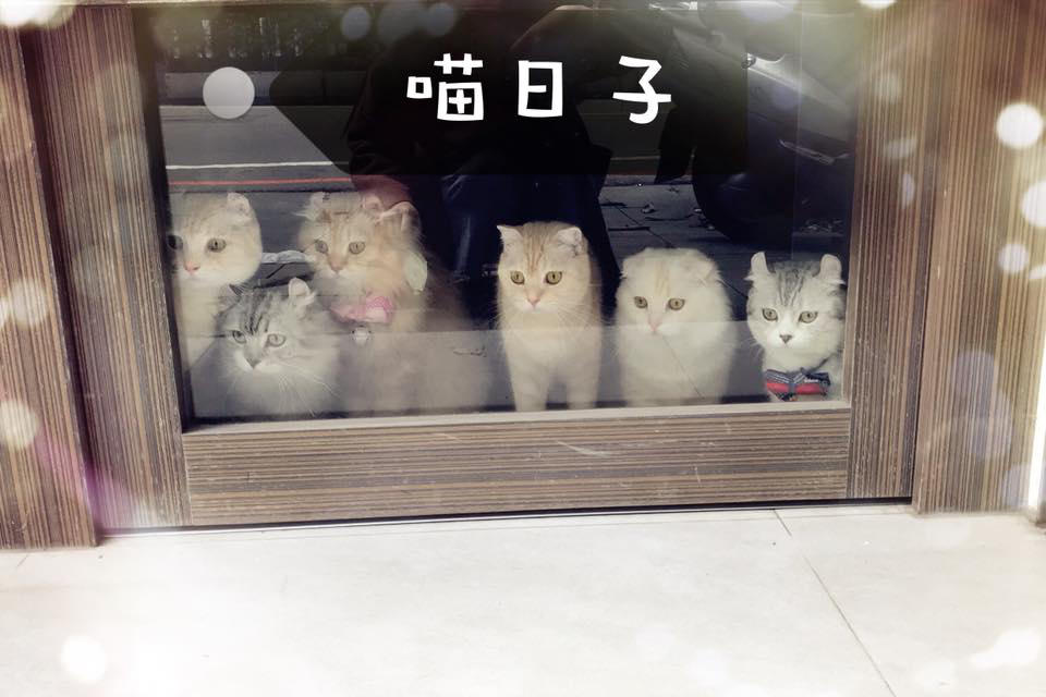 喵日子 café